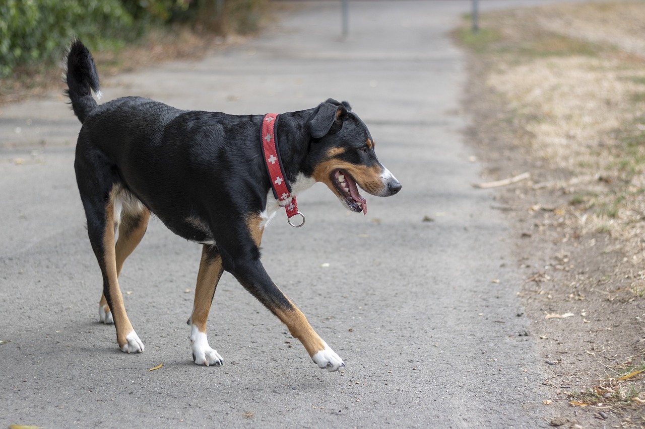 Understanding the Calm Temperament of Basset Hounds